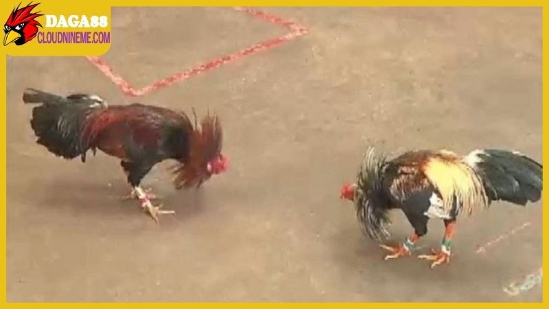 Trang Chủ 15 Tuân thủ các điều khoản được trang web cập nhật