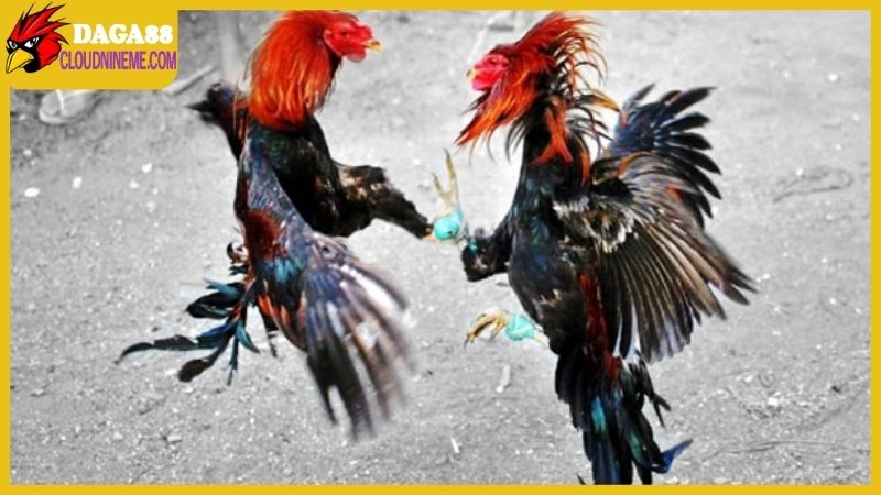 Trang Chủ 14 Xem đá gà online trên Daga88 uy tín