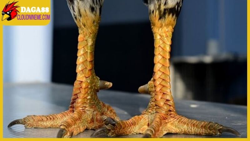 Xem vảy gà Cao Lãnh đúng chuẩn, đẹp và đá hay tuyệt 5 Áp dụng cách xem vảy gà Cao Lãnh để nhận biết chiến kê mạnh