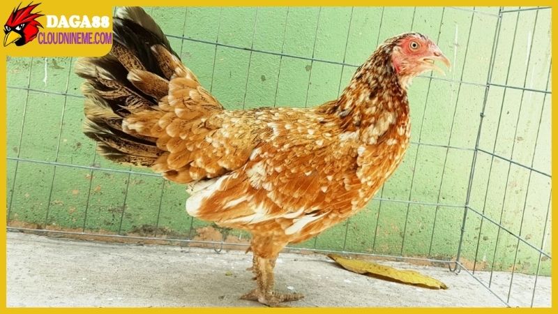 Xác định bán gà mái vảy rồng có đúng chuẩn hay không