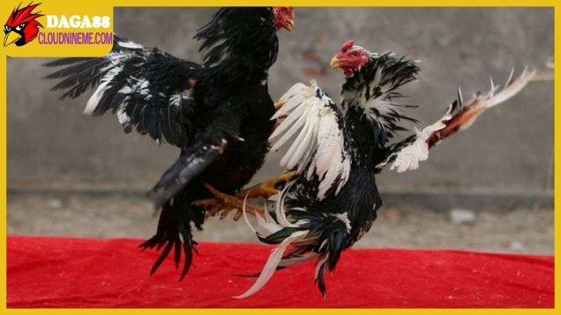 Cách chọn gà chọi hay