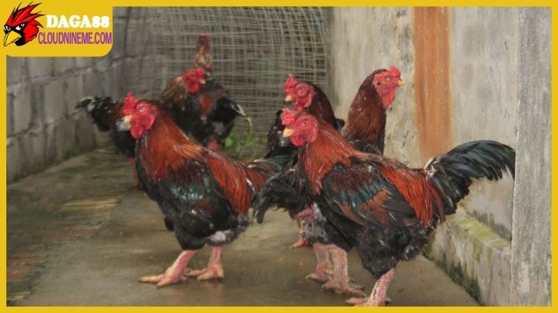 Kỹ thuật nuôi gà chọi được chia sẻ từ sư kê lão làng 5 Daga88 chia sẻ cách chọn giống trong kỹ thuật nuôi gà chọi