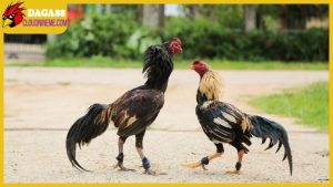 Cách lên cựa gà tre