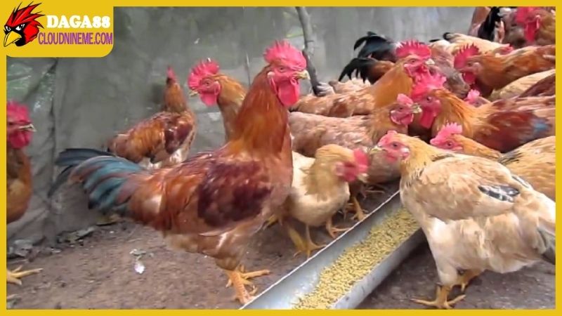 Chế độ dinh dưỡng trong kỹ thuật nuôi gà thả vườn