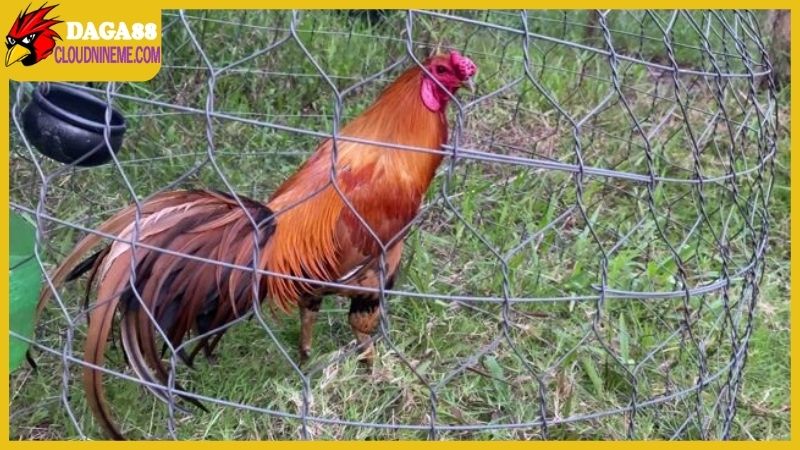 Gà Cao Lãnh Đồng Tháp sở hữu lối đá dứt khoát và chịu đòn mạnh mẽ