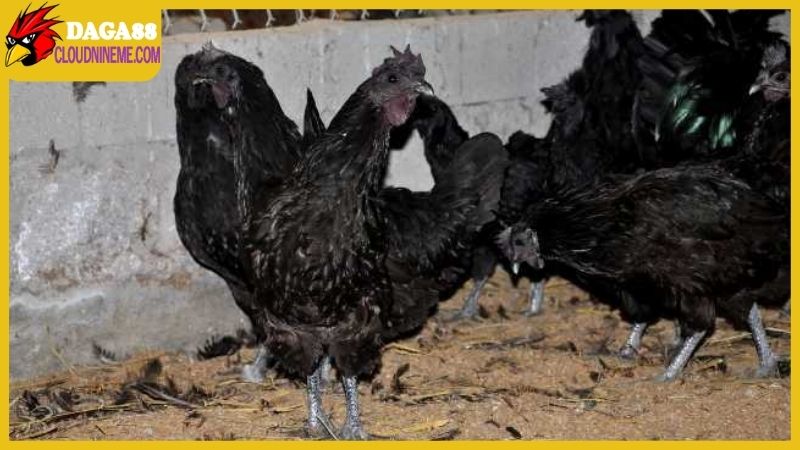 Gà chân chì tốt hay xấu, có nên phát triển loại gà này? 7 Gà chân chì tốt hay xấu, có ưu điểm và nhược điểm nào?