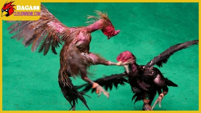 Giống gà chọi Thái Lan thuần chủng được yêu thích tại Việt Nam