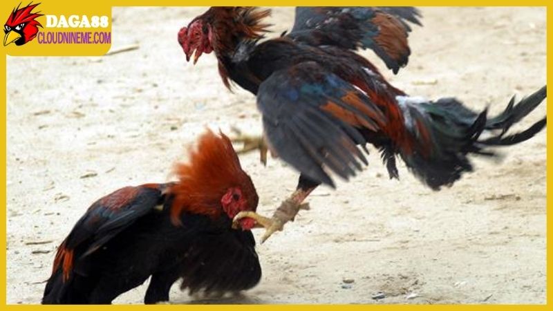 Kỹ thuật nuôi gà chọi được chia sẻ từ sư kê lão làng 4 Kỹ thuật nuôi gà chọi