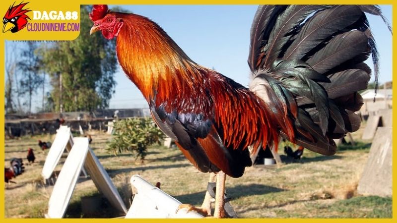 Ngoại hình của gà Cao Lãnh Đồng Tháp