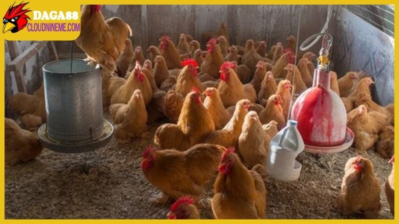 Một số nguyên nhân dẫn đến bệnh đường ruột ở gà