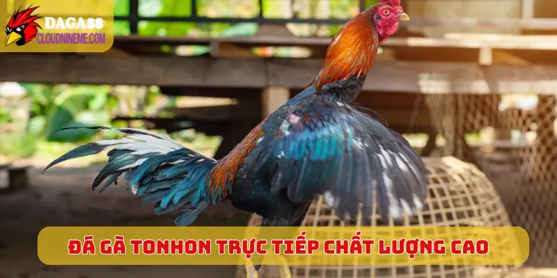 Đá gà Tonhon trực tiếp chất lượng cao, tương tác tốt