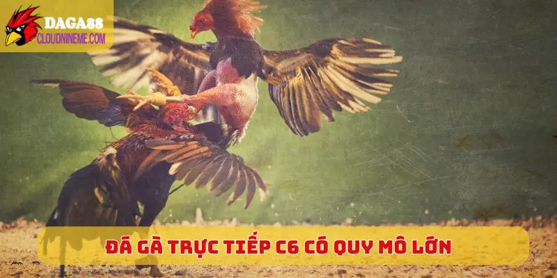 ĐÁ GÀ TRỰC TIẾP C6 4 Đá Gà Trực Tiếp C6 có quy mô lớn và chuyên nghiệp