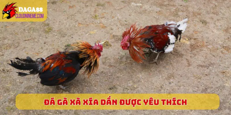 Đá gà Xà Xía dần được yêu thích trên mạng nhiều hơn