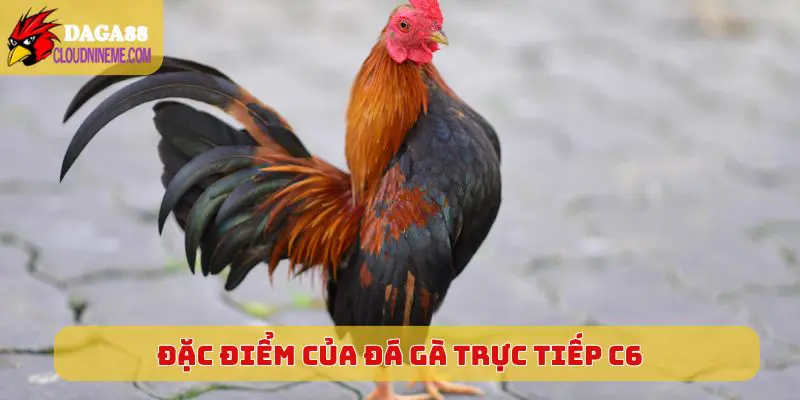 ĐÁ GÀ TRỰC TIẾP C6 5 Đặc điểm của sân chơi Đá Gà Trực Tiếp C6