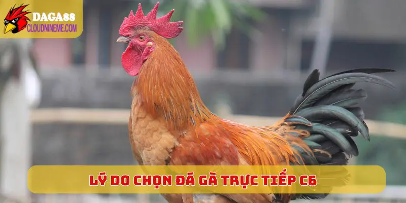 ĐÁ GÀ TRỰC TIẾP C6 6 Lý do nên chọn chơi Đá Gà Trực Tiếp C6