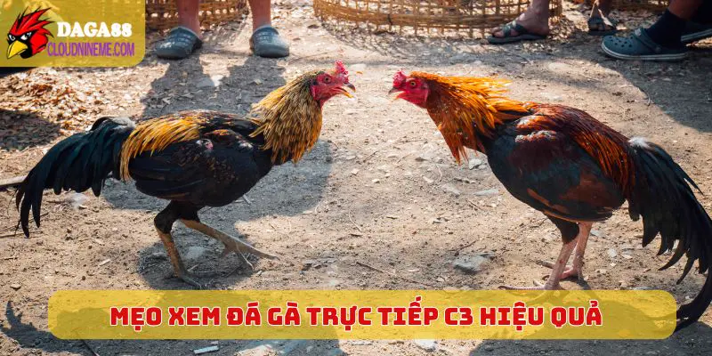 Mẹo xem Đá Gà Trực Tiếp C3 hiệu quả, tuyệt vời hơn