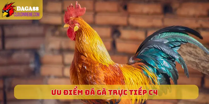 ĐÁ GÀ TRỰC TIẾP C4 5 Ưu điểm khi lựa chọn Đá Gà Trực Tiếp C4 thưởng thức